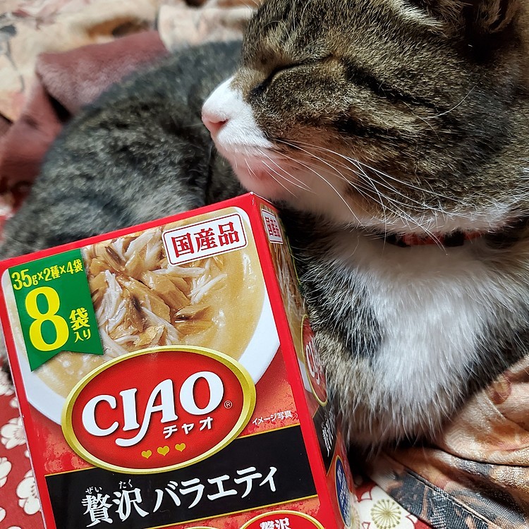 メリクリ🎄🎅🎁✨
ニャンズにも｢贅沢｣プレゼント