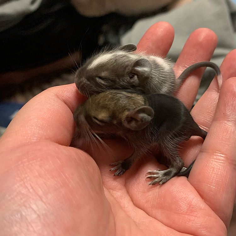 激かわデグー赤ちゃん❤️
