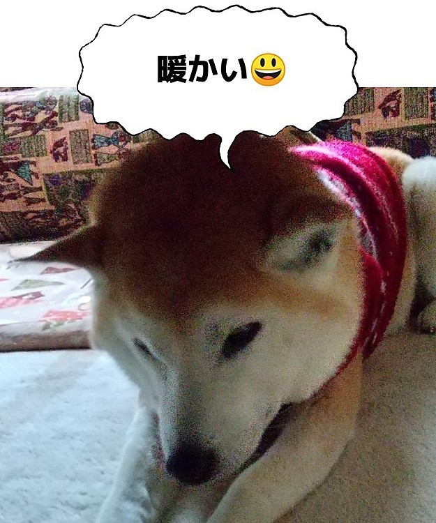 ホットカーペットの上から動きません😅