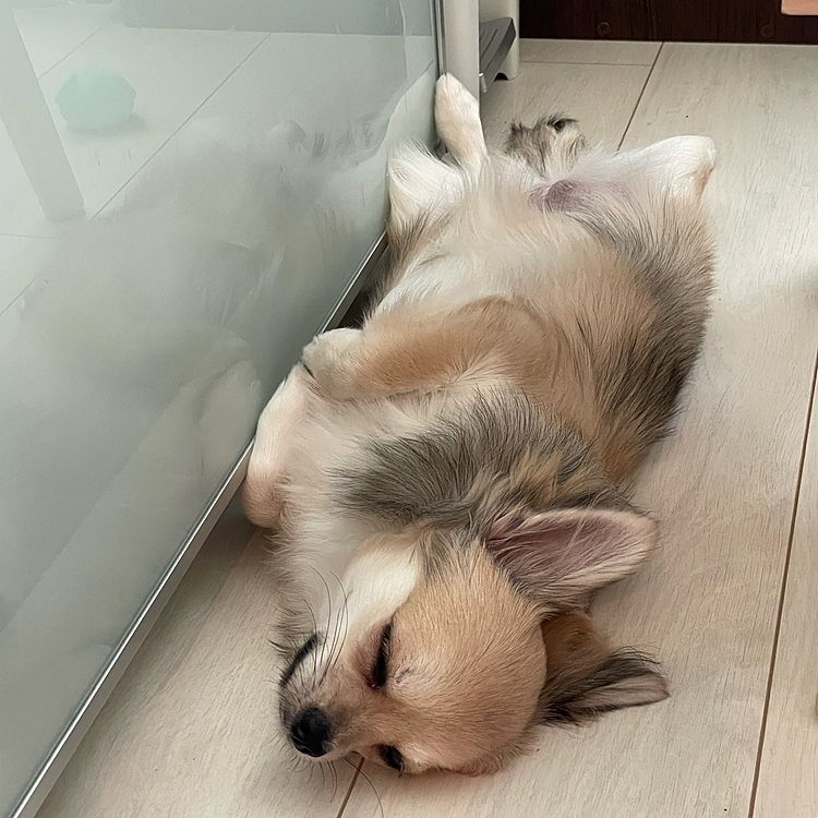 わたしルミ〜眠いです〜