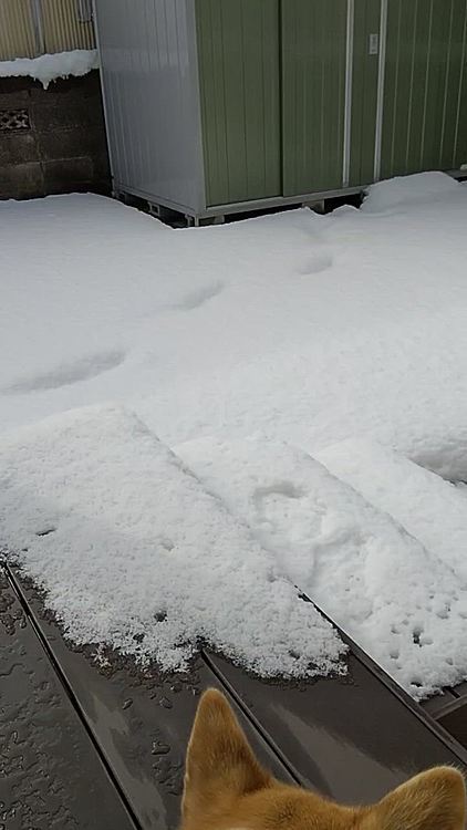 すぐ出て行き、雪へダイブ😁