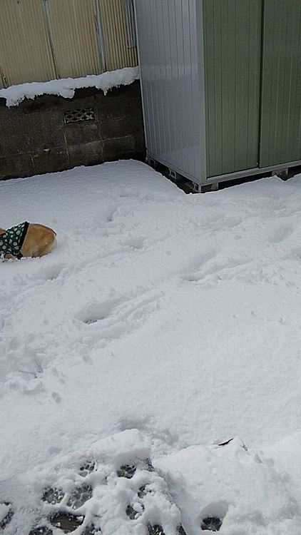 ウサギのように走り回っては、雪を食べてます😅