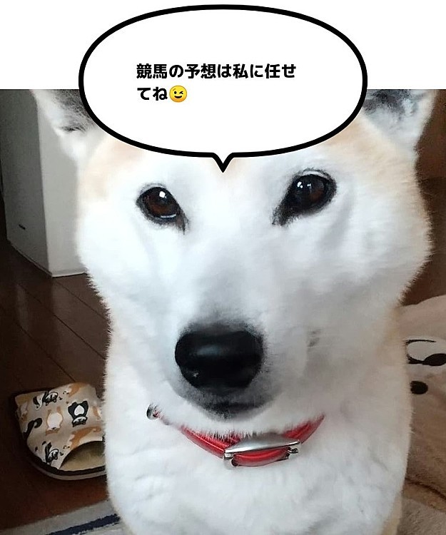 サカモトハナの投稿