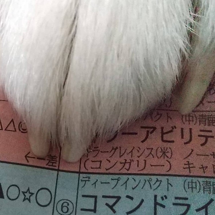 家の競馬予想犬ハナ大明神😃見事ホープフルステークス的中🎯させました😃