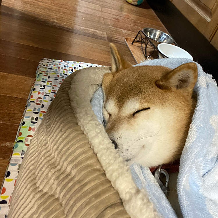 ニトリで犬をダメにするベッド買ったらここから全く動きません( ´ー`)
爆睡です😪