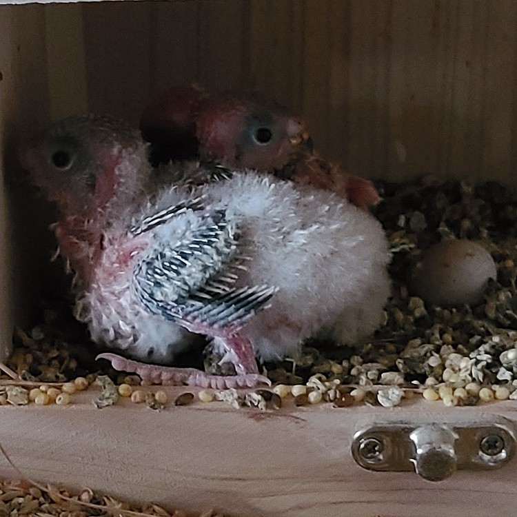 自家繁殖させた生後約2週間のセキセイインコの雛