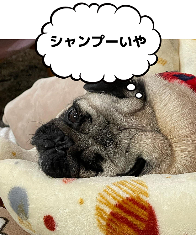 今年最後のトリマーさん、ししまる乗り気じゃありません😅