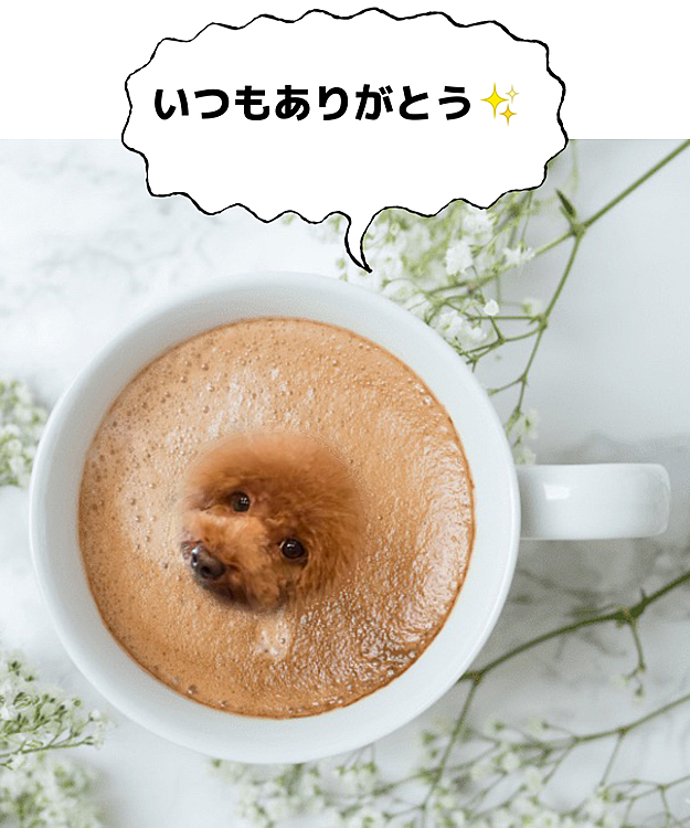 昨日はハッピーにお祝いのメッセージありがとうございました💗

ここで合流のある🐶達は皆同様にたくさんの愛情を注がれていて、そして飼い主さんは我が子から癒しをたくさん受け取っているのがわかるので投稿を見ているだけでホッコリし自分だけが異常では無いんだと安堵します😆
