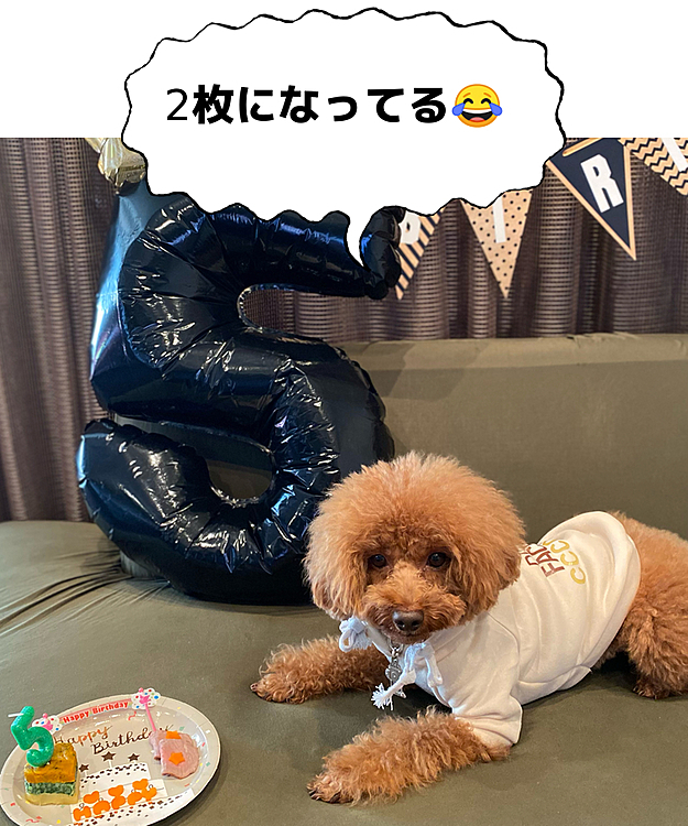 まずは昼間に得意の前撮り😅
途中までお利口に撮影出来ましたが、堪えきれず1枚ペロリと盗み食い😂😂😂
途中から3枚が2枚になってます😋