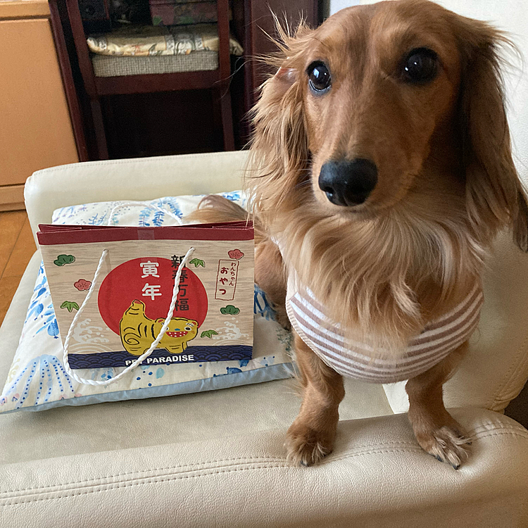 かなり久々の投稿に
なってしまった🧐
ペットパラダイスで
購入したおやつ福袋😊