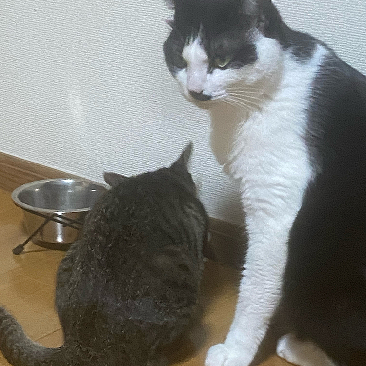 きゃわち
