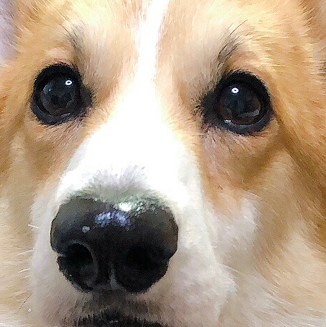 おメメも、お鼻も😃
ピカピカまあるです😃
今日のお顔はキラキラしてるよ⭐️