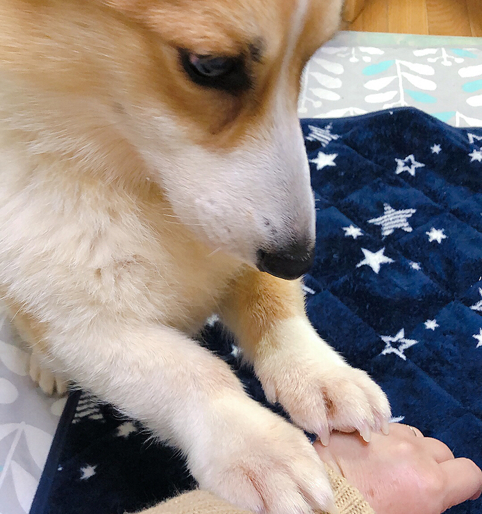 おかーたん😃
お疲れですな😃
モミモミしてあげるよ😃ボクたん😃
ありがとう😃
な、わけないよねぇ😃
オヤツくださいポーズでした🤣🤣🤣