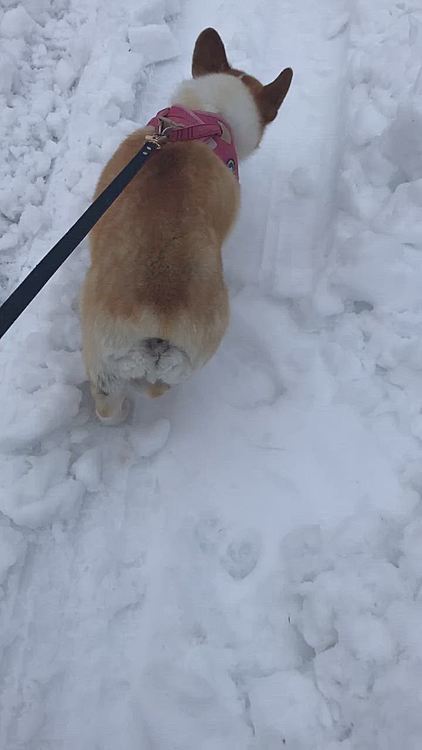 昨日までモサモサと雪が降ってたけど😱
今朝は、雨😱😱😱
やめてよね🌀
雪が溶けて道路がブサブサじゃん🌀
車が埋まるよ。。スリップしちゃうよ😱