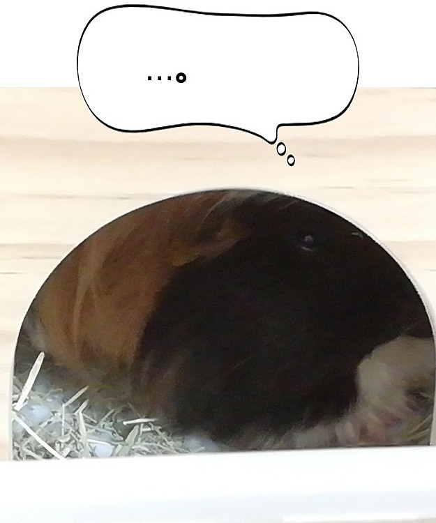 うちに来たばっかり（今日来た）のくーちゃん。
緊張気味っぽいけど少しリラックスしてるみたい。
…そういえば明日年越しだ。
モルモットも年越しカウントダウン参加するのかなぁ笑（飼い主は参加しないけど）