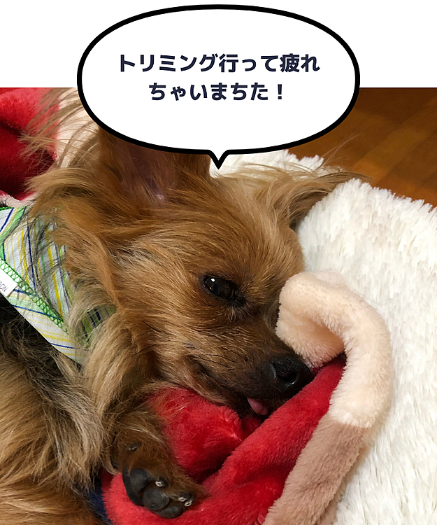 えだまめの投稿