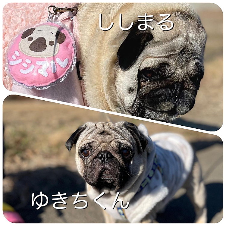 朝んぽでご近所パグの『ゆきち君』とお久しぶりに逢えました😊

