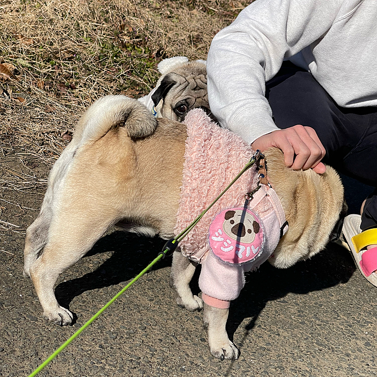 お兄ちゃんになでなでしてもらいました🐶
