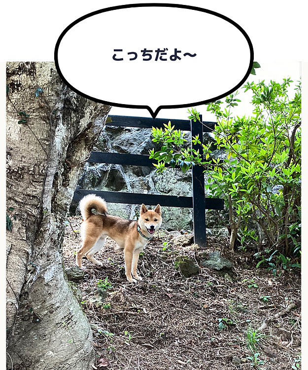 いろんなお友達と走ってとても楽しそうでした💕
