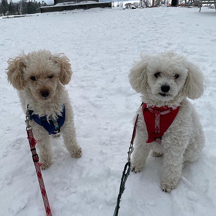 今日は母さんと散歩しました🐩🐩