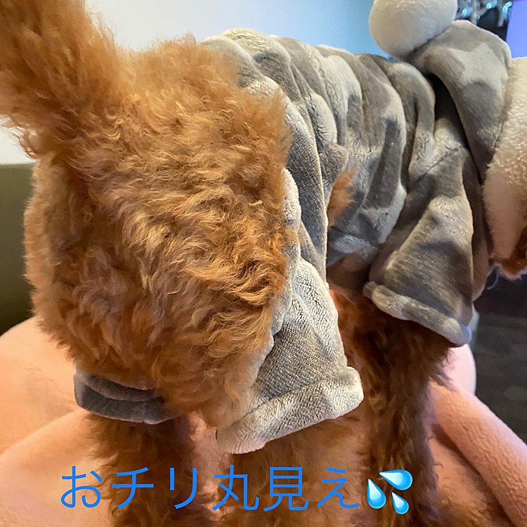 30日が仕事納めのパパさん、昨日朝の時点で実家には帰省しないと言っていたのに昼前に電話がありやっぱり帰省するとの事💦
日帰りか泊まりかは決めて無いけどとりあえず準備しておいてと言われたのでハッピーのフードや自分の着替えなど準備しましたが、今朝起きたら雪がチラつき初め→本降りとなりあえなく中止💧