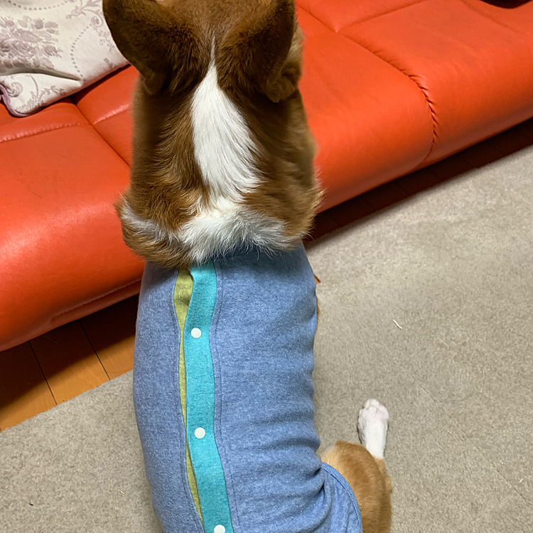 寒さ対策とカイカイ対策で、お洋服嫌いなマーチさんでも着れるものを探しました😊
後ろホックだったらなんとか着てくれてます😊
来年の3月には11歳になるマーチさん🥰
来年も元気に楽しく過ごそうね☺️

今年も大変お世話になりました💕
どうぞ良いお年をお迎えください☺️