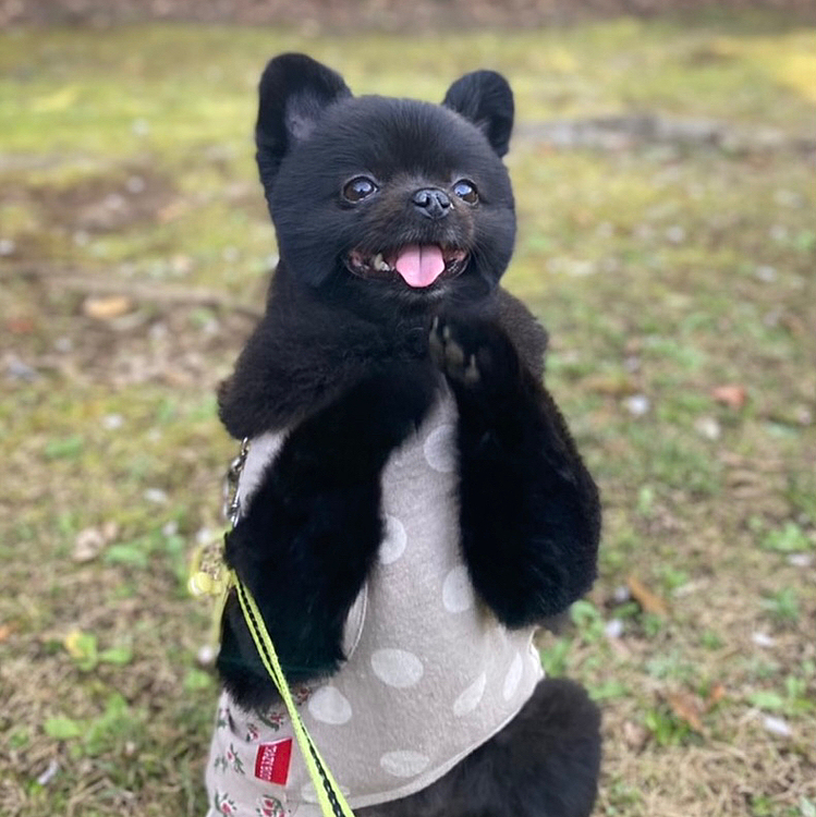 来年も、うにをよろしくお願いします
(o･ω-人)