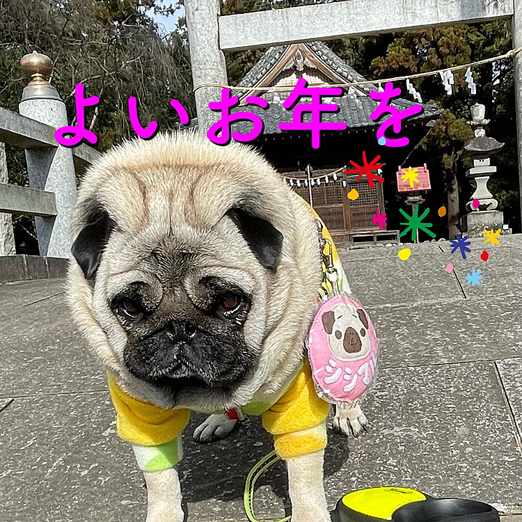 いつもの神社へ一年のお礼にお散歩行ってきました⛩