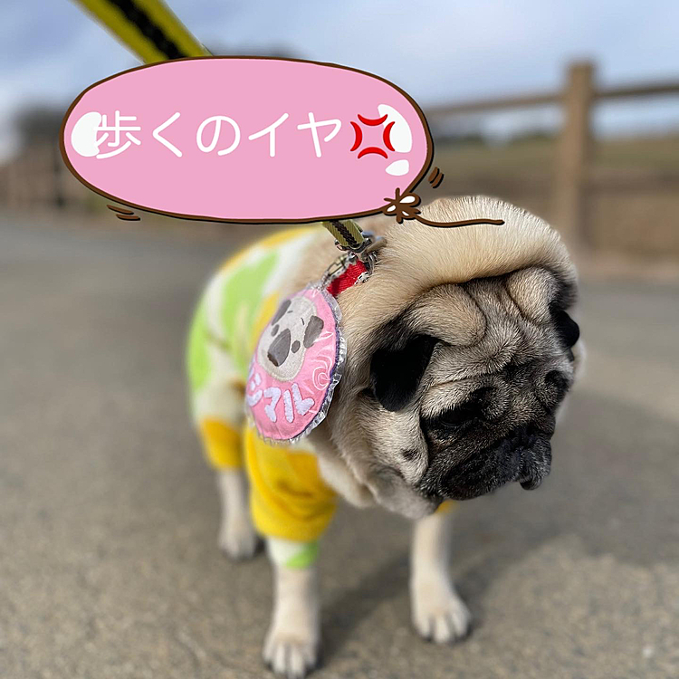 やっぱり途中でお散歩スト⚠️