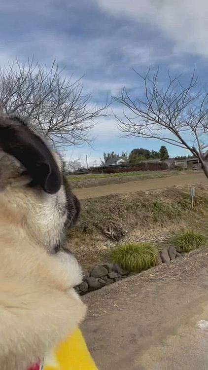 とうちゃん抱っこで満足です🐶