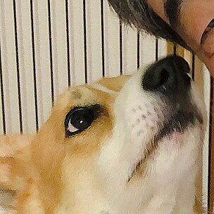 コタツ出すって言ってた😃
ぼくたん、コタツ大好き😃
コタツに入りながら、おとーたんと男同士のお話ししてるんだ😃