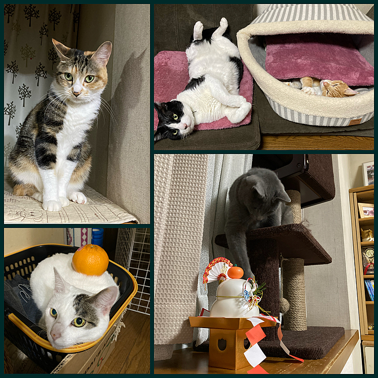 今年もお世話にニャりました！
皆さま良いお年を〜♪