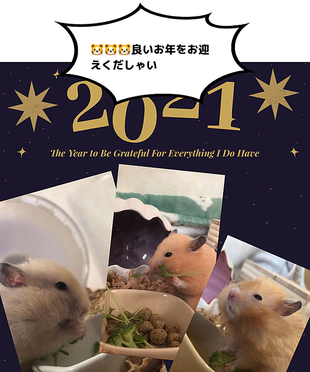 ☺️皆様、たくさんの♡ありがとうございます💕良いお年をお迎えください✨
🐹🐹🐹「よろしくでしゅ🌻🌻🌻」