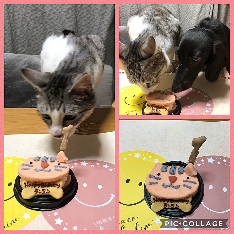 ボク🐶がお兄ちゃんになって１年……。
１年前の今日、かぁちゃんに保護されたタンタン🐱‼️つーわけで、1歳のお誕生日🎉