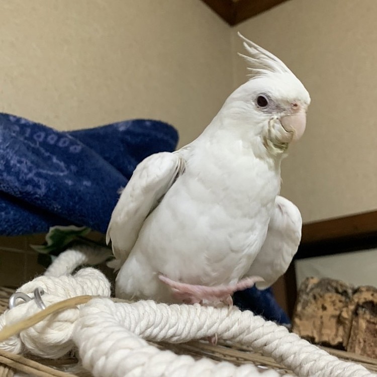 9月の中旬ペットショップで具合が悪そうなオカメインコを発見👀そのまま連れて帰ってきてしまいました。ニューフェイス【あわちゃん🕊️】です！