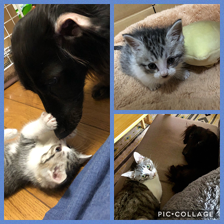 ２８０ｇだったタンタン🐱
あんなに小さかったのに、今じゃ〜ボク🐶よりデカイっ🐶💦5.16kgだって〜っ✨
