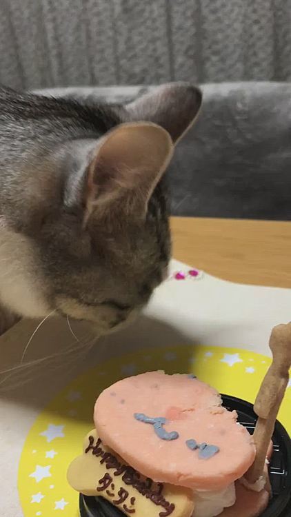 タンタン🐱おめでとーっ❤️
ボク🐶にもケーキ🎂わけてーっ