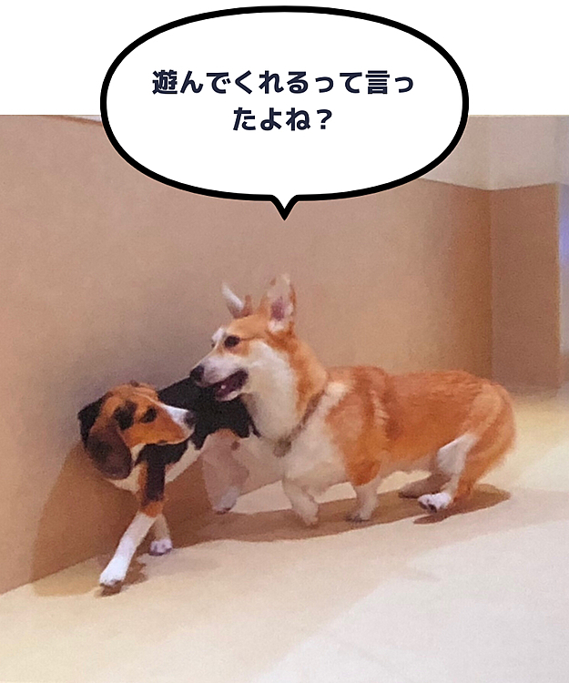 私の愛息子くぅさんの保育園での様子です。