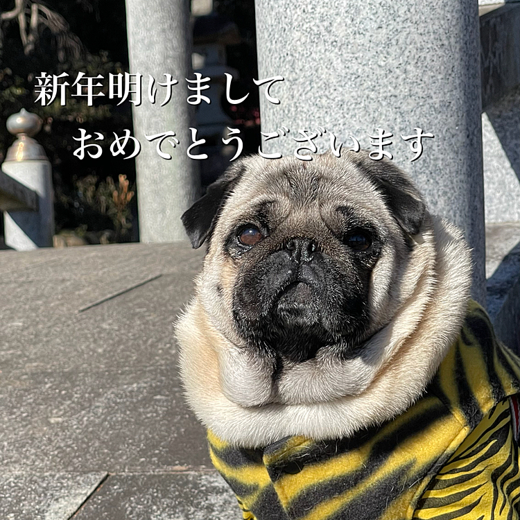 2022年初散歩🌅
いつもの神社へ初参り⛩