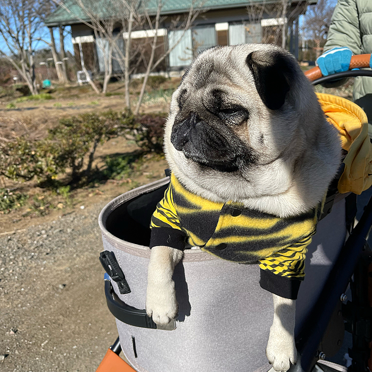 ママさんカートに箱乗りです🐶