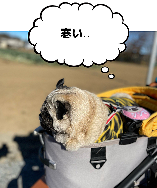 北風強くて、耳パタパタしてます💨