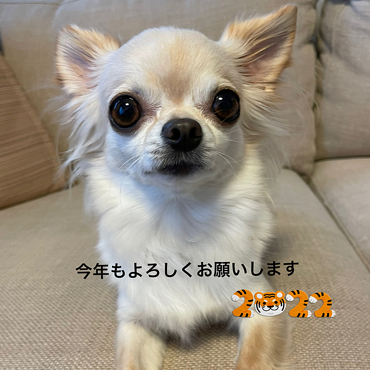 2022.1.1(土)
明けましておめでとうございます🎍
昨年は❤️やコメントありがとうございました😊これからも頑張って投稿をしようと思います😊
今年もよろしくお願いします🐶😊