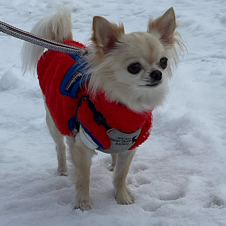 年末にパパの実家に行った時の写真です😊
はじめは足を雪につけるのを嫌がりましたが後は平気でした。