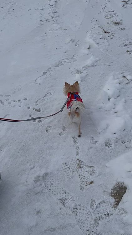 スタスタ歩いていました😊
飼い主のほうが寒くてブルブルでした😅
