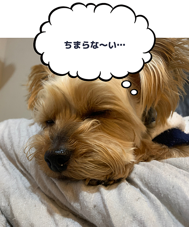 みんなテレビ見てるち…😫