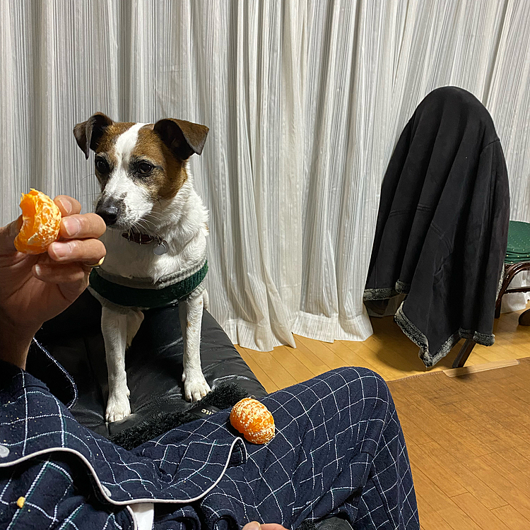 おミカン、頂戴❣️