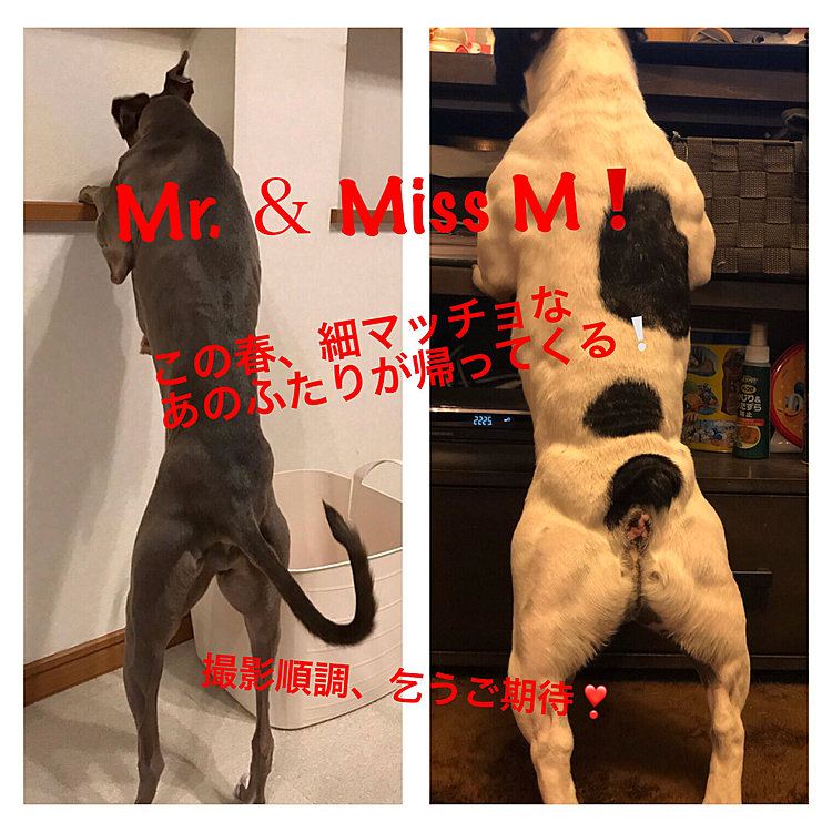 先程インスタにアップされたマイロちゃんとの細マッチョツーショットです🤣
マイロママさんにOK🙆‍♀️もらったのでアップしま〜す😁
まろムービー次回作❓😆