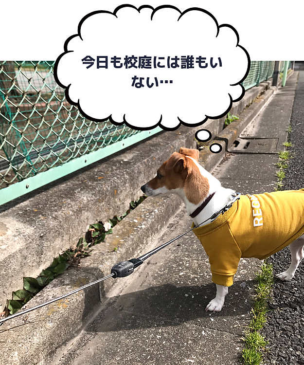 あさんぽの途中、息子の通う中学校の校庭脇。
立ち止まってグランドの様子をチェックするのが日課になっていたけど、ここのところ誰もおらんです。そりゃそうさ、うちにいるし。