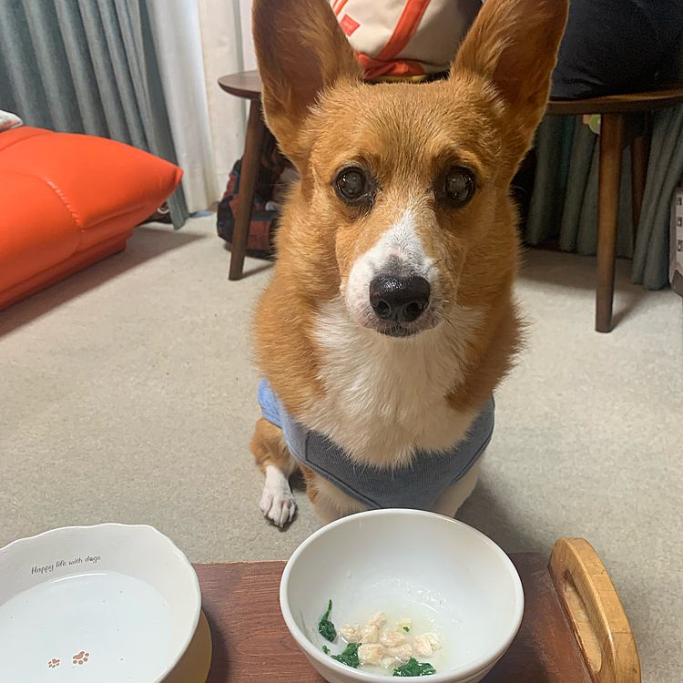 あけましておめでとうございます🎍

お雑煮の味付けをする前の鷄出汁と鶏肉を細かくしてマーチもスタンバイ😊
元気にお正月を迎えました💕
今年も元気で楽しいことがたくさんできますように☺️
今年もよろしくお願い致します🥺