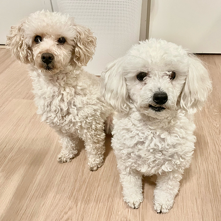 明けましておめでとうございます🎍
2022年もよろしくお願いいたします🐩🐩